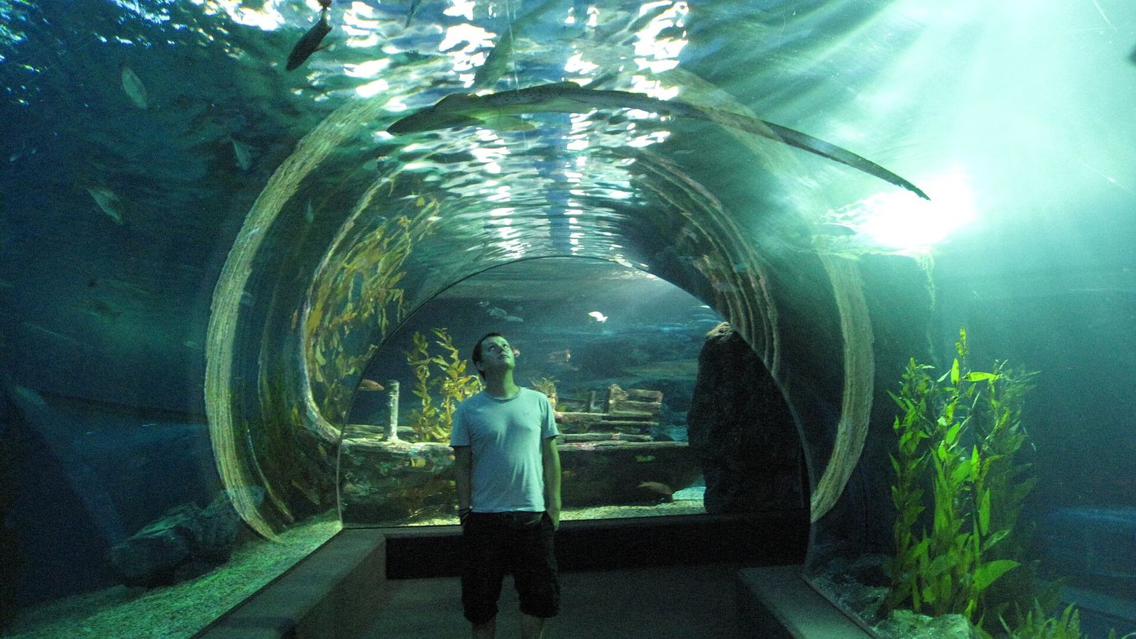 Aquaria Phuket: het grote aquarium onder Central Phuket