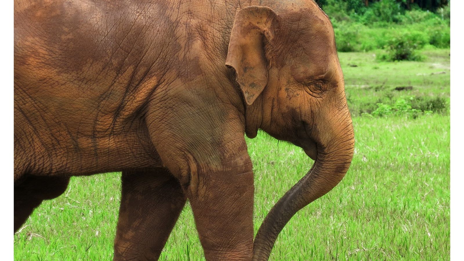 Olifanten bekijken op Phuket: zo kies je een ethische opvang