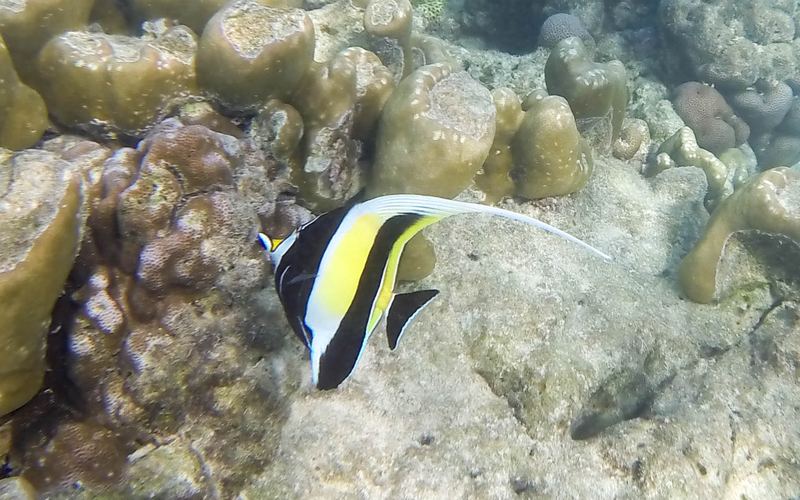 Snorkelen